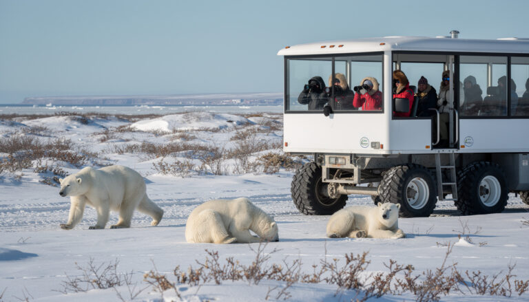 découvrez les meilleures activités et conseils pour observer les ours polaires en toute sécurité à churchill, au cœur de la nature arctique.